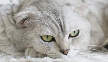 创造历史！高亭宇摘得中国冬奥首枚男子速滑金牌